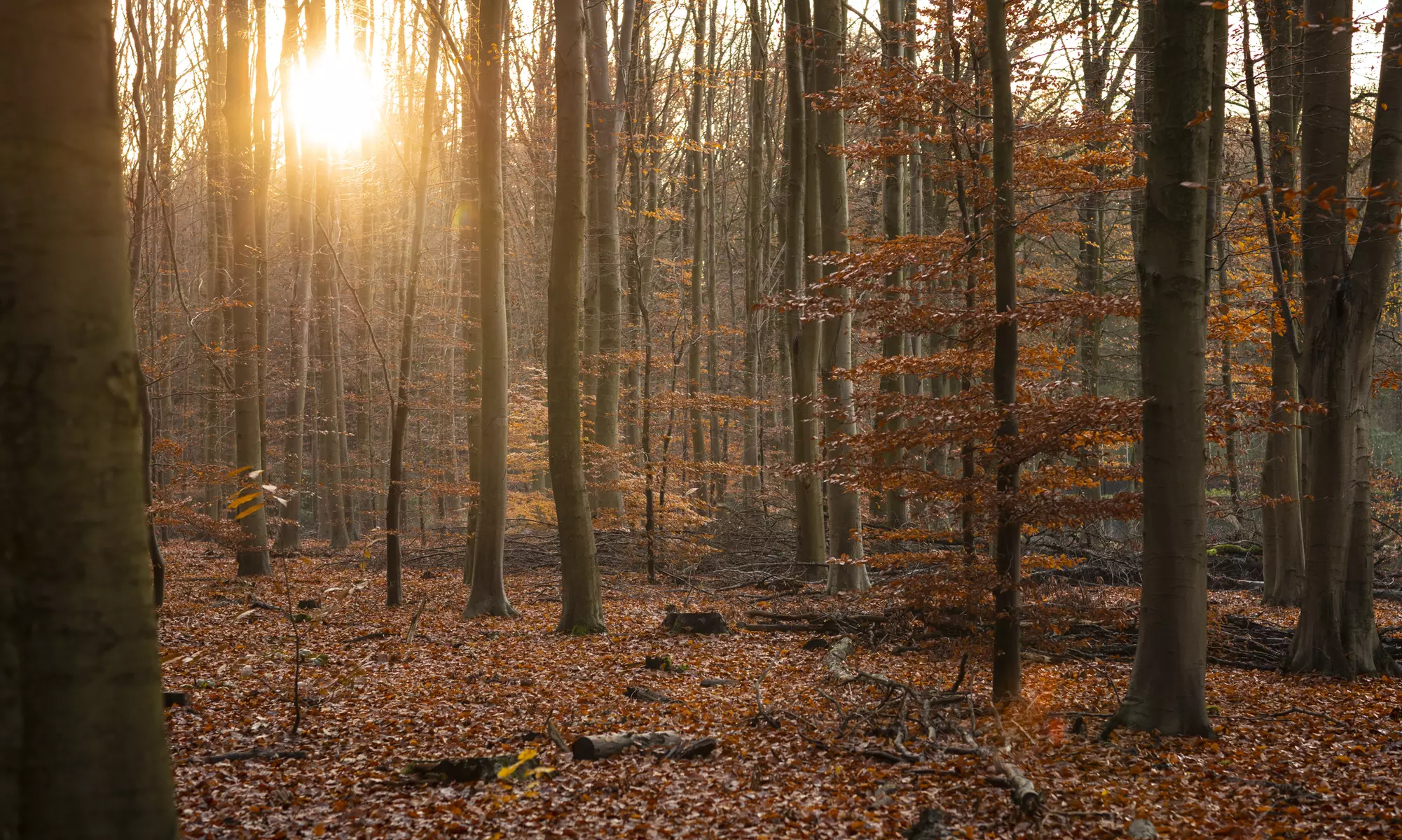 Waldbaden Gruppenkurs