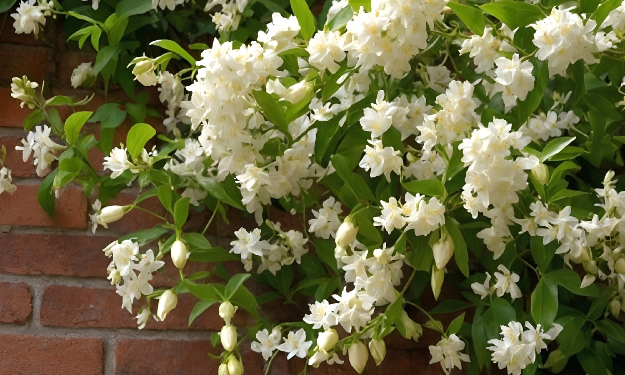 2x Sternjasmin "Trachelospermum jasminoïdes"