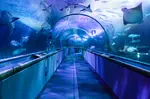 Save up to 50% on San Francisco Top Attractions