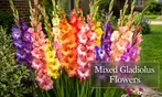 Flower Bulb Collections: Bleeding Hearts, Baby's Breath, Gladiolus, Bee & Butterfly Garden