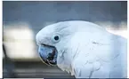 Familien-Tageskarte für den Solinger Vogel- und Tierpark