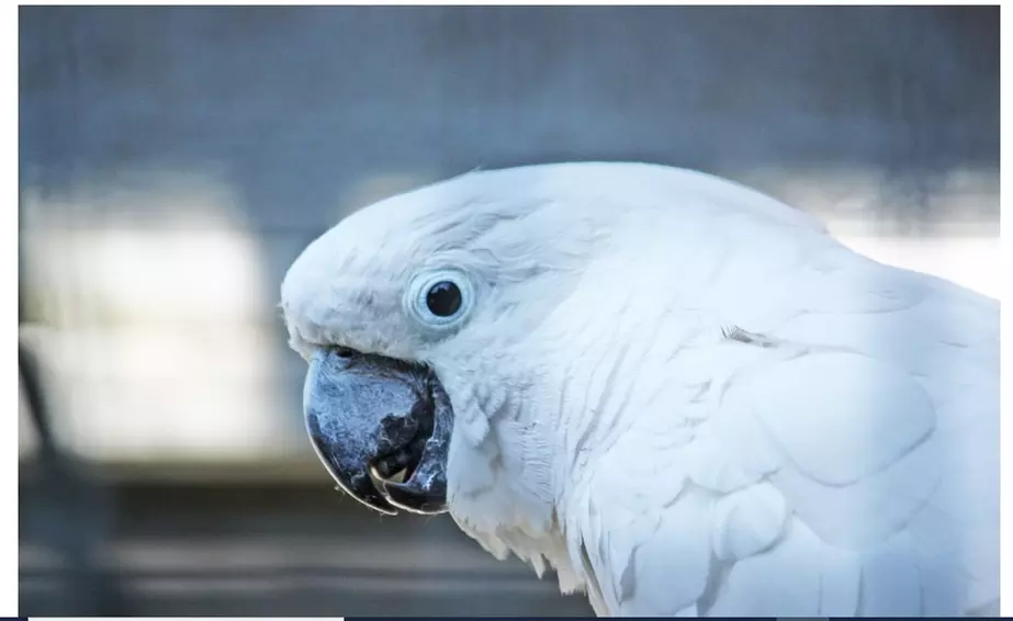 Familien-Tageskarte für den Solinger Vogel- und Tierpark