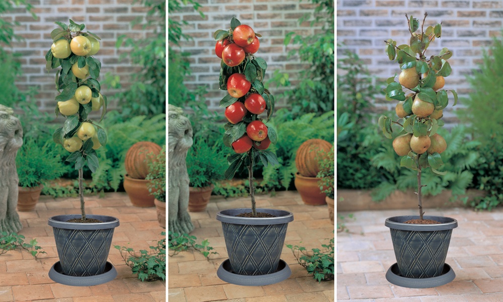 Fruit Tree Dwarf Patio Collection - 3 Potted Plants