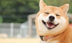 Accredited Dog Walking and Grooming Courses Online