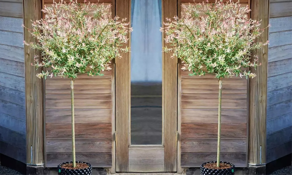 1x, 2x oder 4x Flamingobaum Hakuro Nishiki