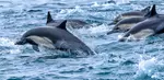 Book Now & Save 10% on Monterey Bay Whale Watching Tours