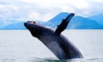 Explore Juneau's Whales with 3-Hour Whale Watching Tour for One or Two