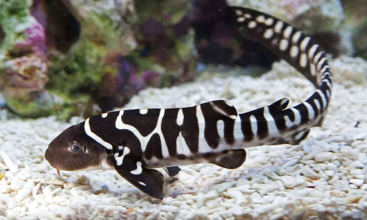 Ticket: SEA LIFE Oberhausen