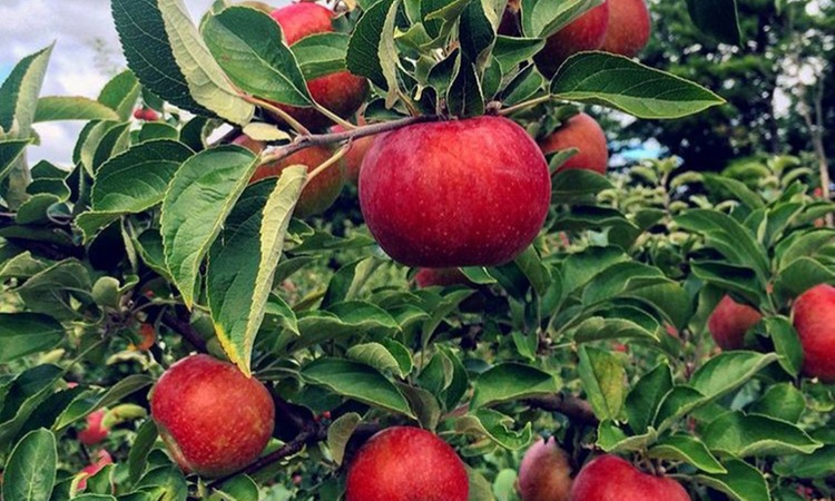 Admission to Albany County Craft Beverage Trail