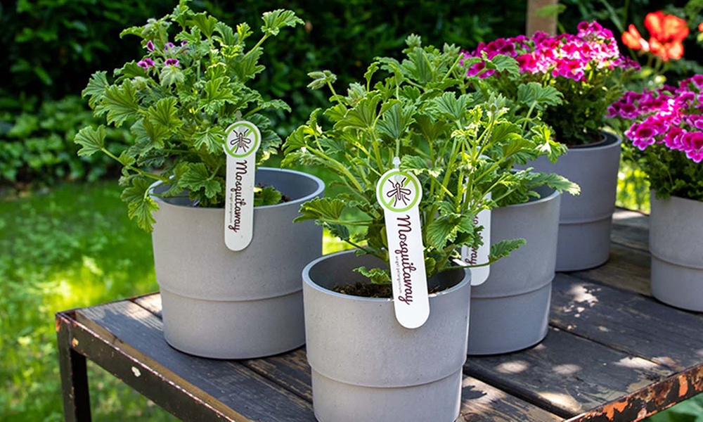 Lot de 3 géraniums anti-moustiques