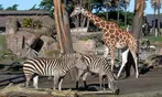 CityPASS- Save up to 45% on Admission to Top San Francisco Attractions