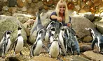 Tageskarte Weltvogelpark Walsrode