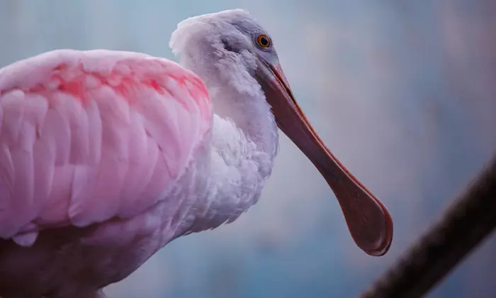 ¡Conoce el mundo animal! Entrada infantil, general o sénior a elegir para Faunia Madrid, ahorra hasta un 49%