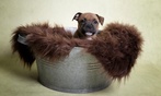 1h de shooting photo animal de compagnie