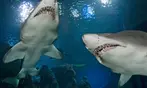 Landry's eGift Card and Downtown Aquarium Denver Tickets