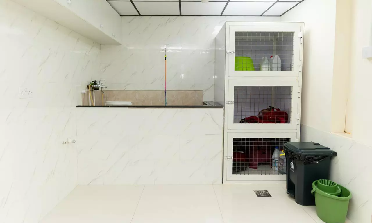 Pamper Cat or Small, Medium, Large or Extra Size Dog Full Pet Grooming