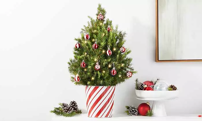 ProFlowers: Same-Day Live Plants for Last-Minute Christmas Cheer (Up to 50% Off)
