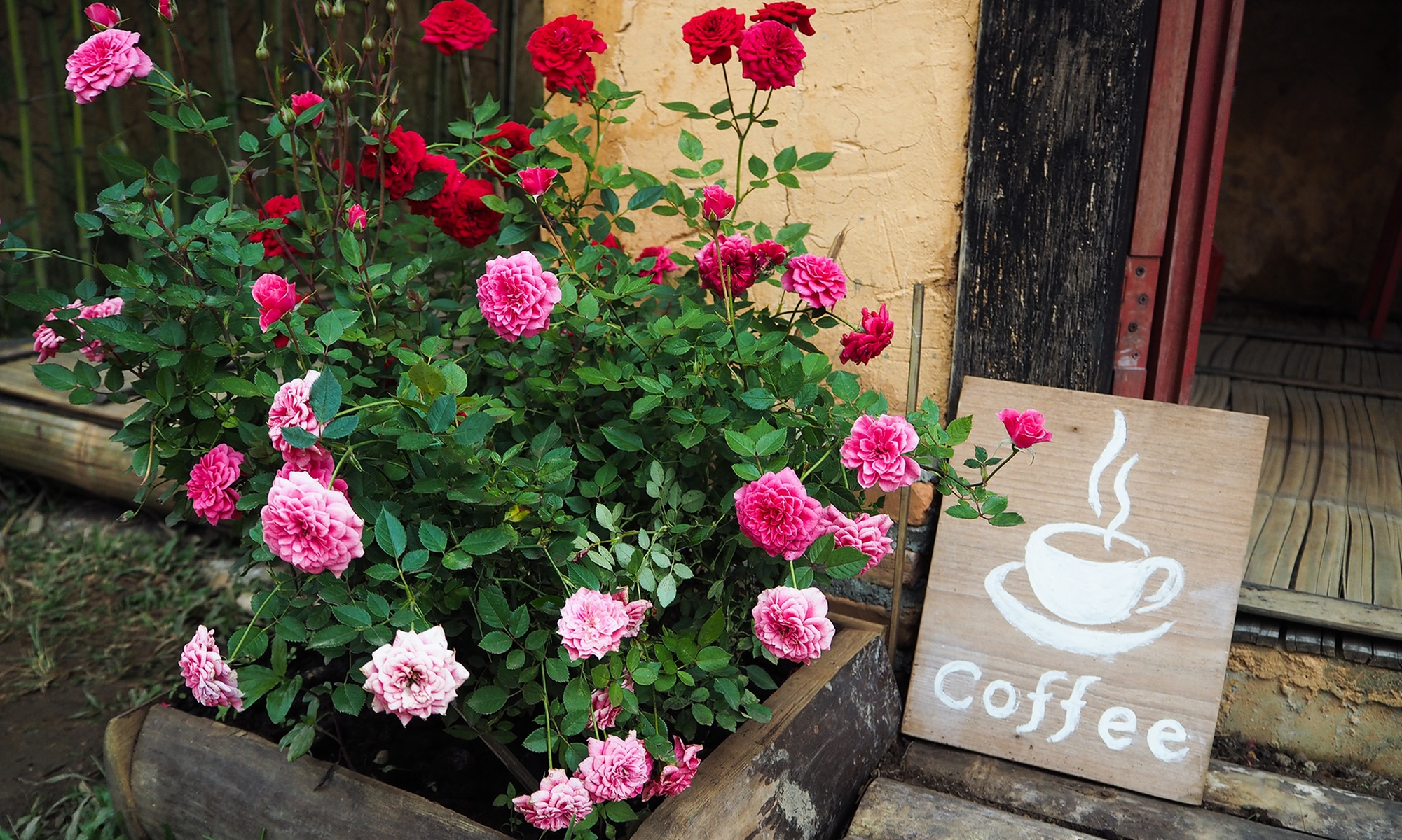Set di 3 piante di rose in vaso