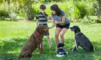 Learn Dog Commands for Beginners with Online Pet Care Course