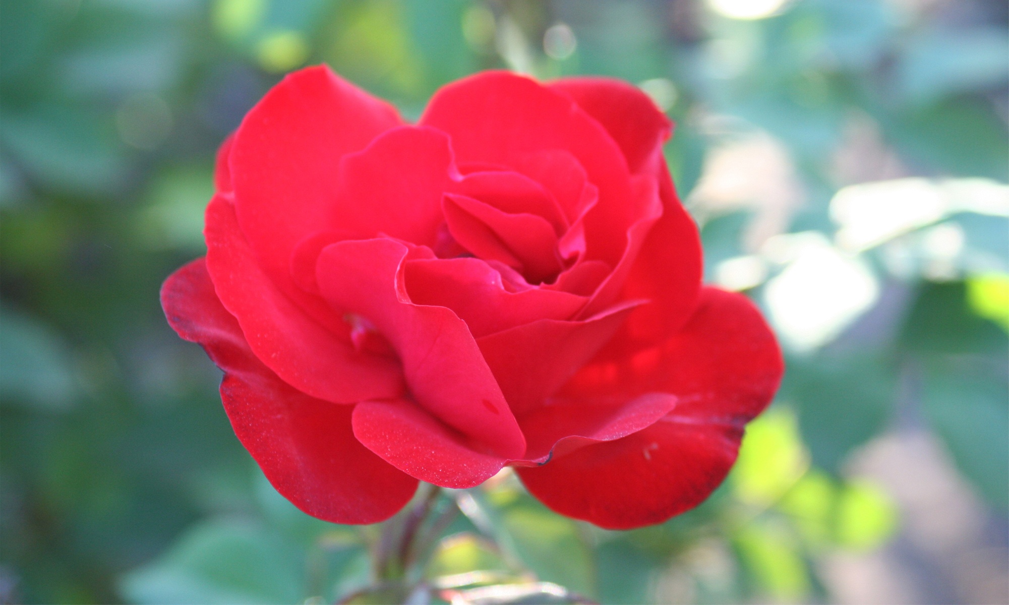 3x oder 6x Rosen „Polyantha"