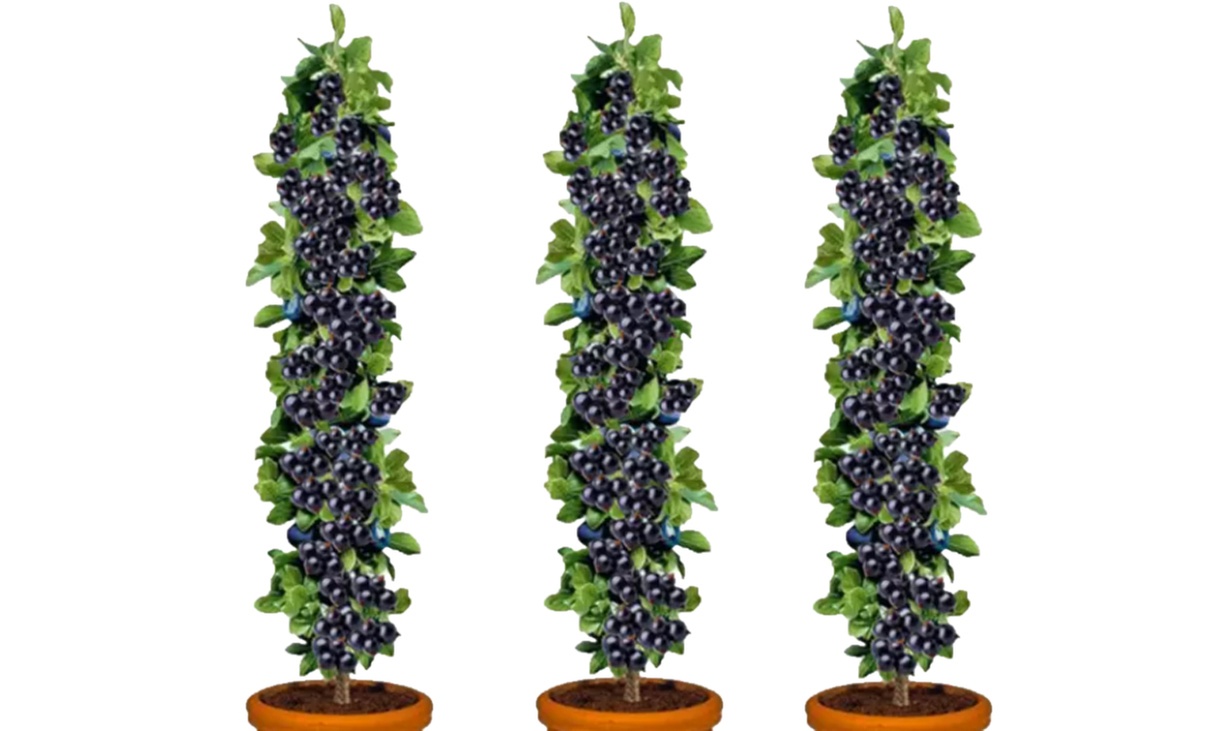 3er-Set schwarze Johannisbeerpflanzen "Ribes nigrum"