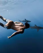 Up to 20% Off on Shark Diving at Hawaii Adventure Diving