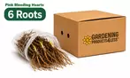 Flower Bulb Collections: Bleeding Hearts, Baby's Breath, Gladiolus, Bee & Butterfly Garden
