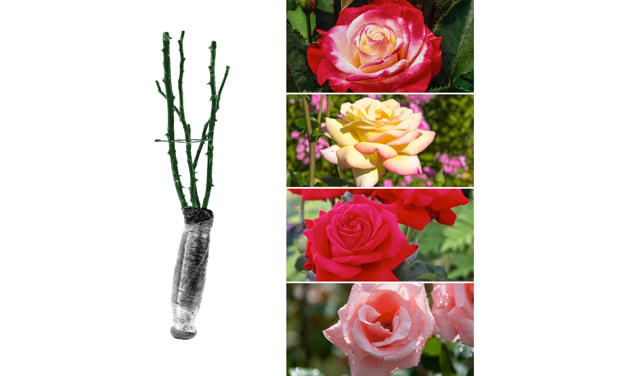 Lot de 4 roses à grandes fleurs de la marque