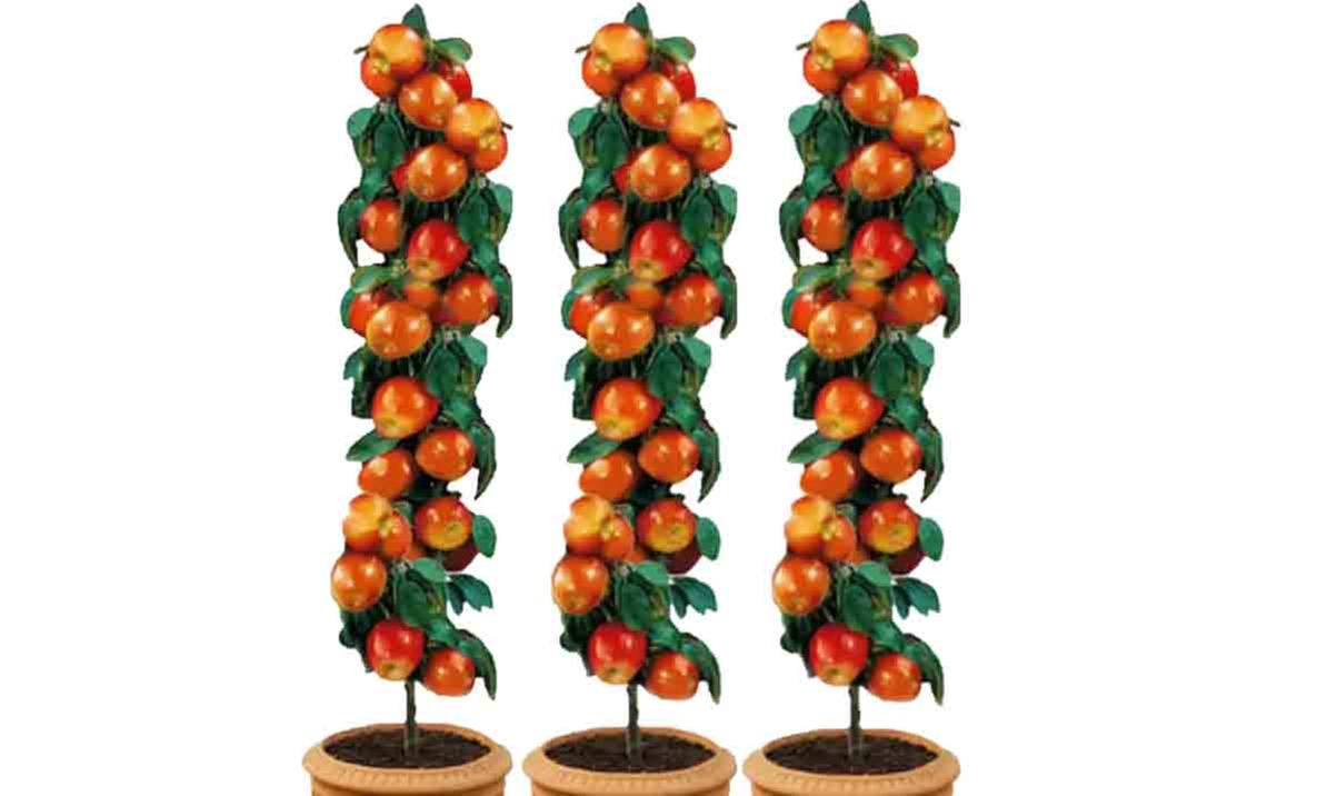 3x OH2 Apfelbaum Jonagold