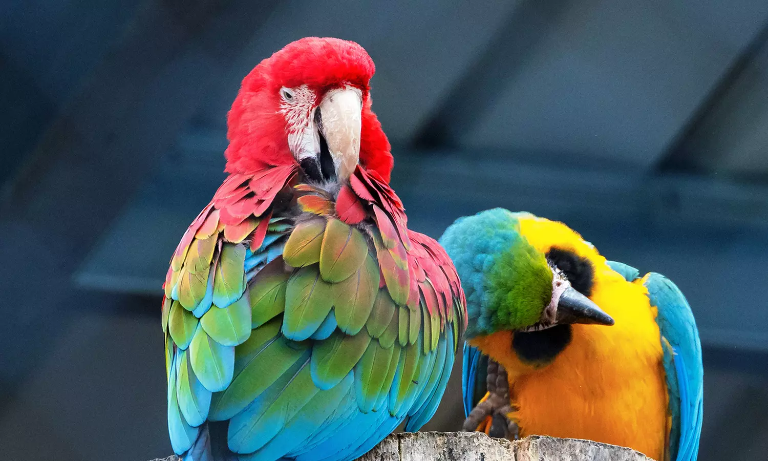 Entrées adulte et enfant au choix au Zoo Refuge La Tanière