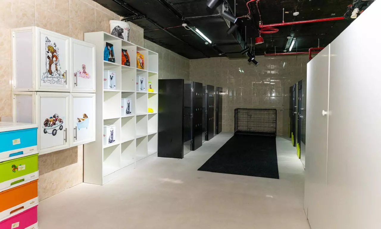 Pamper Cat or Small, Medium, Large or Extra Size Dog Full Pet Grooming