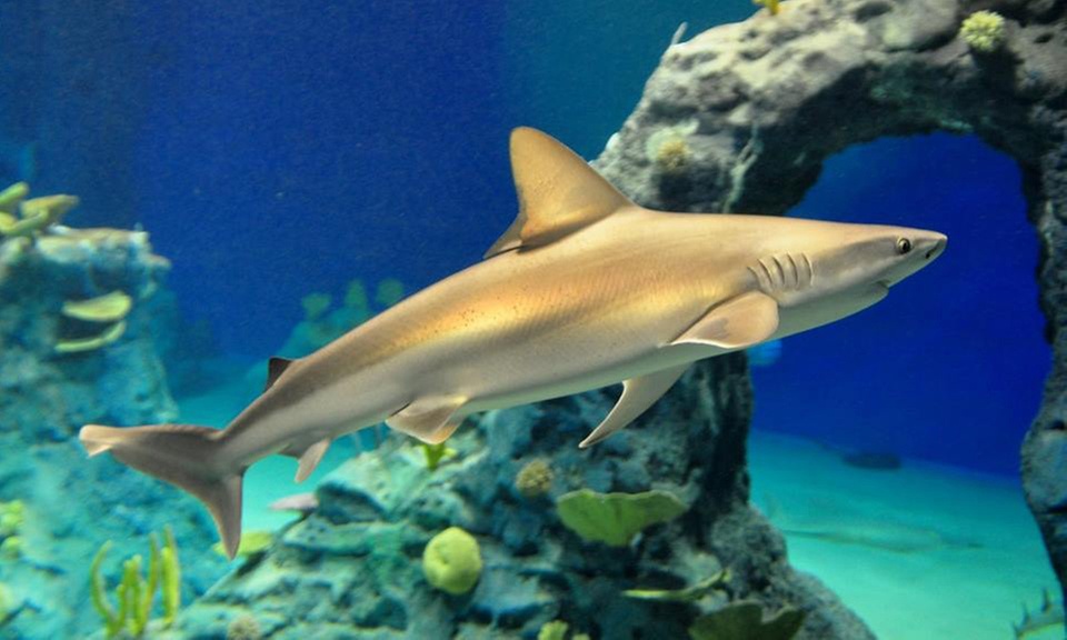 Bilet wstępu do ZOO Wrocław wraz z Afrykarium