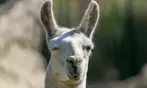Entrées adulte et enfant au choix au Zoo Refuge La Tanière