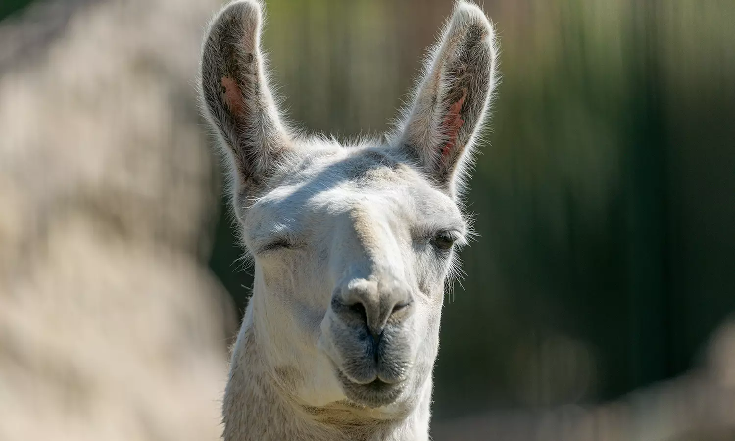 Entrées adulte et enfant au choix au Zoo Refuge La Tanière