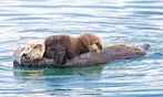 Book Now & Save 10% on Monterey Bay Whale Watching Tours