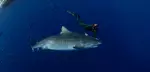 Up to 20% Off on Shark Diving at Hawaii Adventure Diving