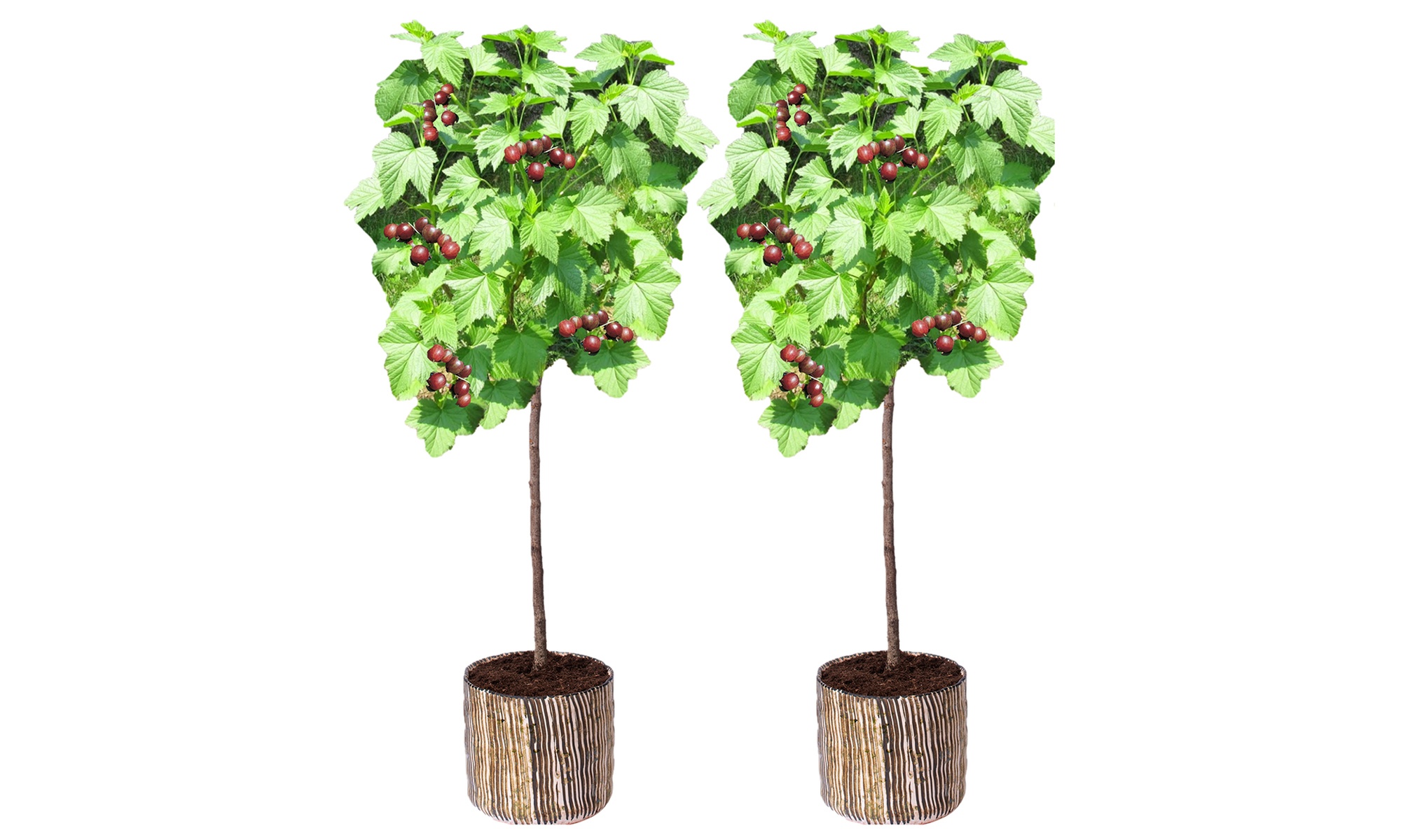 2er-Set Rote Stachelbeeren 'Hinnonmäki Röd'