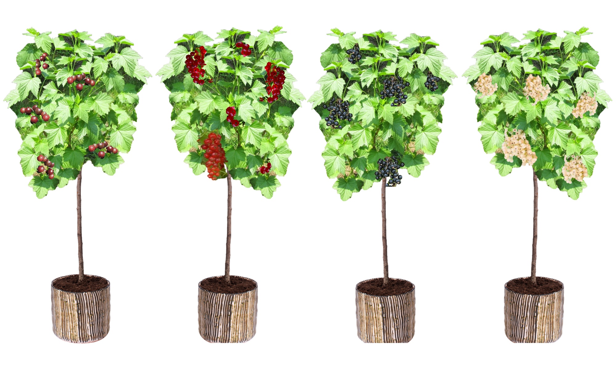 4er-Set Beeren-Pflanzen