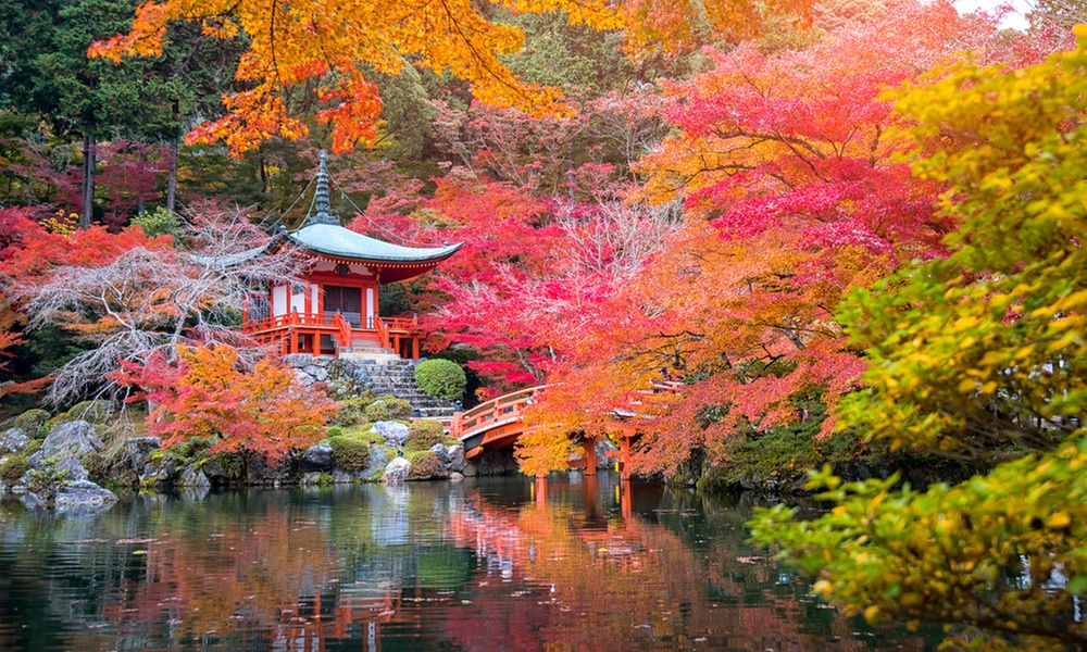 Set de 4 érables du Japon