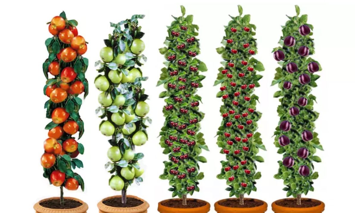 5er-Set Obstbäume: Apfel, Birne, Süßkirsche, Sauerkirsche und Pflaume