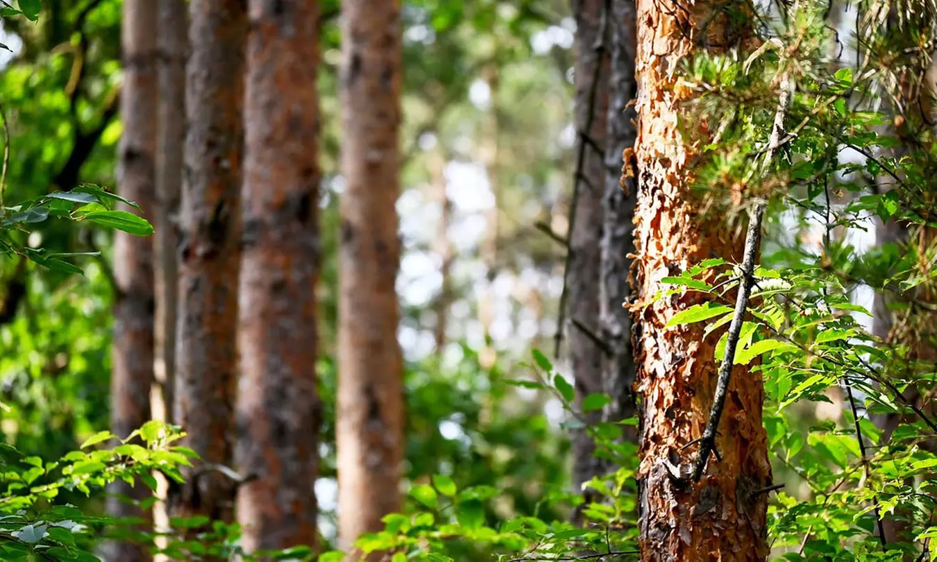 Waldbaden Gruppenkurs