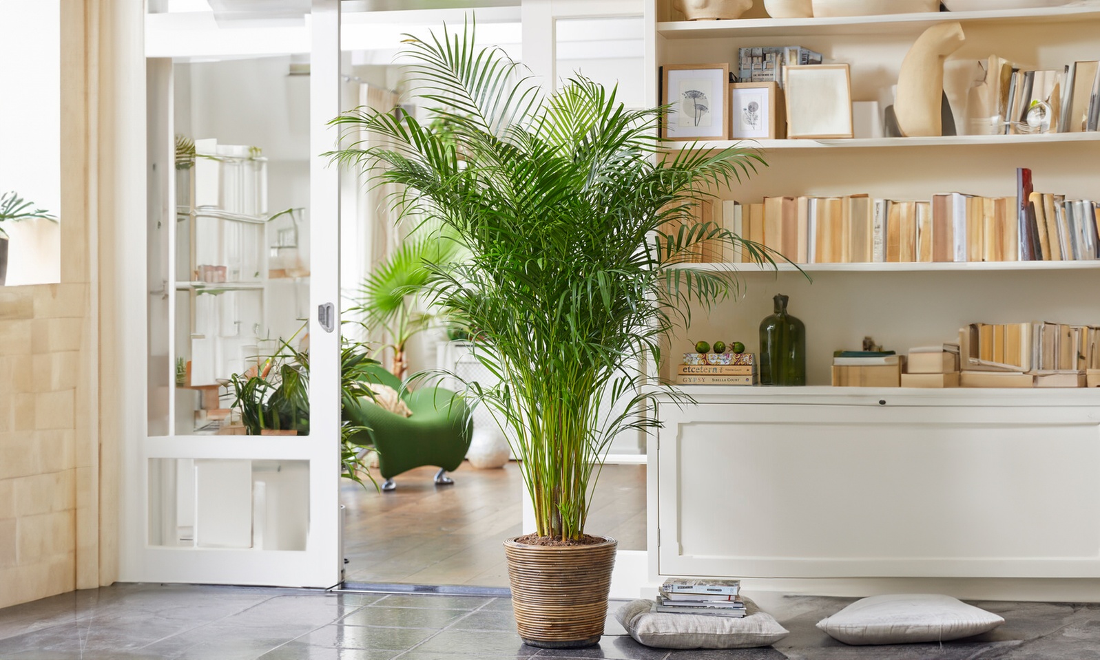 1 pianta di Areca Dypsis 100 cm