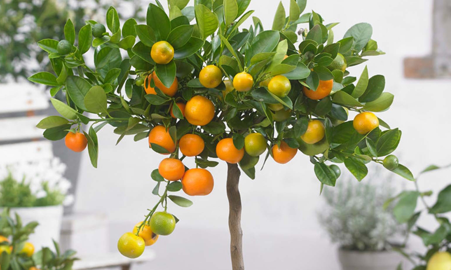 1x oder 2x Zitruspflanze: Calamondinorange, Zitrone oder Kumquat