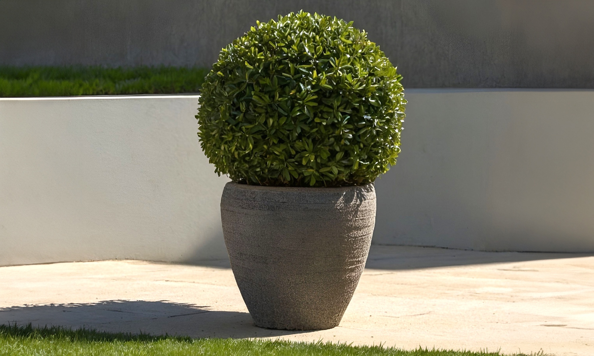 1x oder 2x Japanische Stechpalme "Ilex Crenata Jenny"