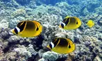 Up to 21% Off Olowalu Beach Kayak and Snorkel Turtle Reef Tour