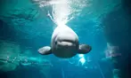 Georgia Aquarium General Admission Ticket Deals