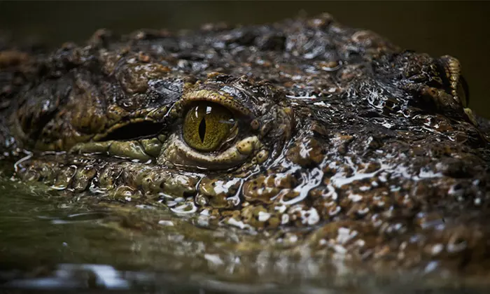 ¡Conoce el mundo animal! Entrada infantil, general o sénior a elegir para Faunia Madrid, ahorra hasta un 49%