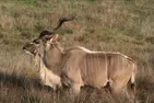 Drive-Thru Wildlife Safari Discount Tickets & Deals – Winston, Oregon