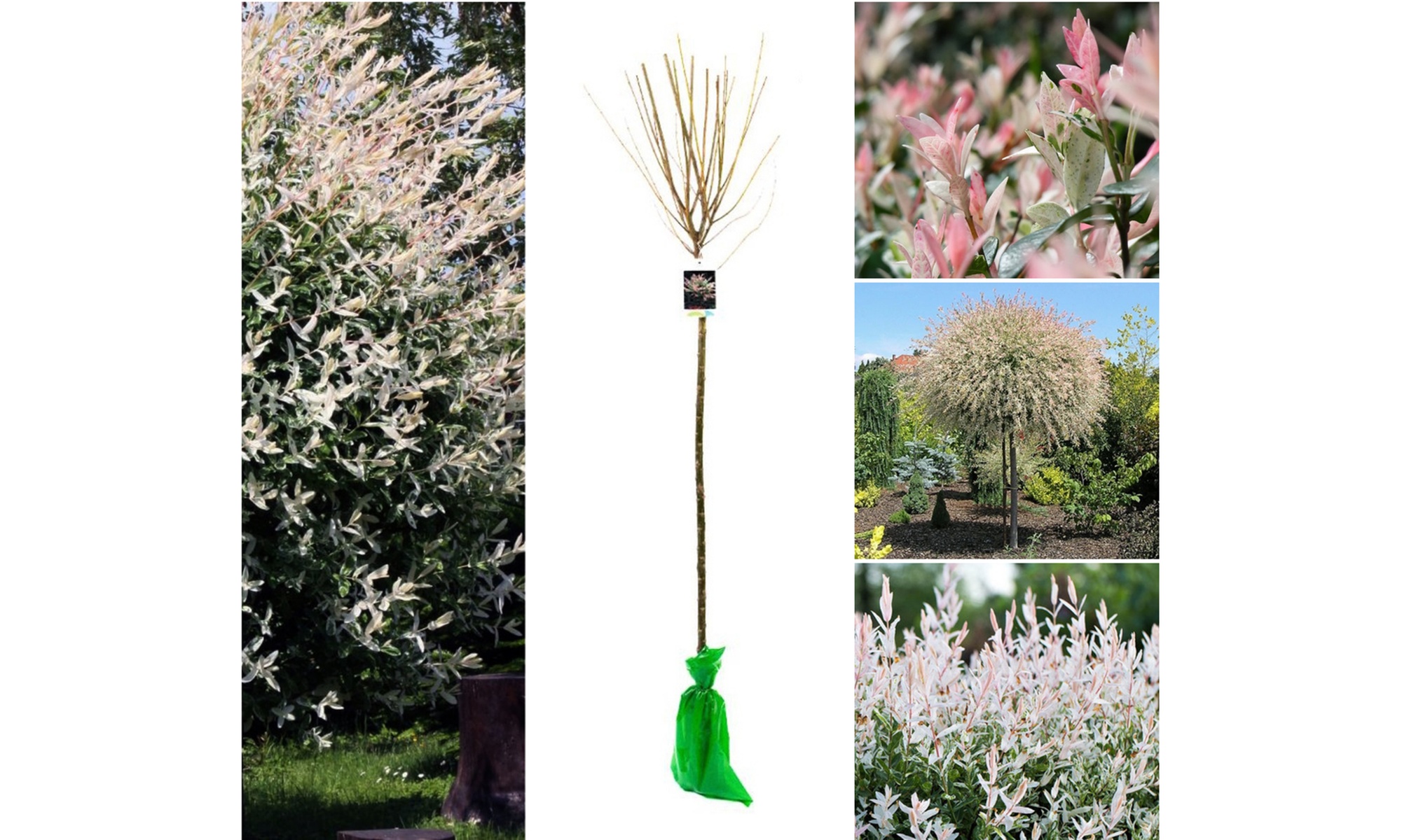 Arbustes Salix integra 'Hakuro Nishiki' XXL