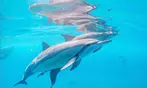 Up to 20% Off on Snorkeling at Sea Quest Rafting and Snorkeling Adventures